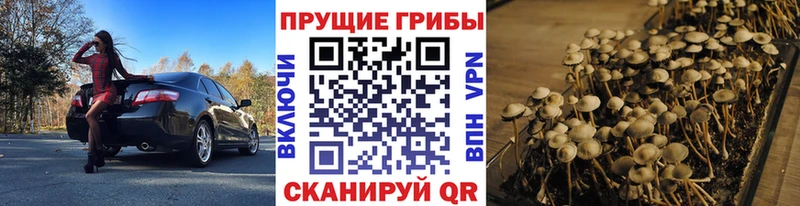 закладки Кашин kraken ONION Галлюциногенные грибы GOLDEN TEACHER